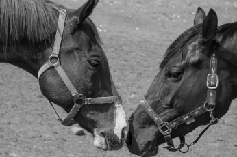 4e1dc1f83b104714ba8500b5967281c2