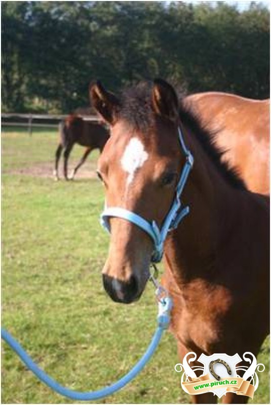Jezdecké potřeby, potřeby pro koně a jezdectví Piruch.cz