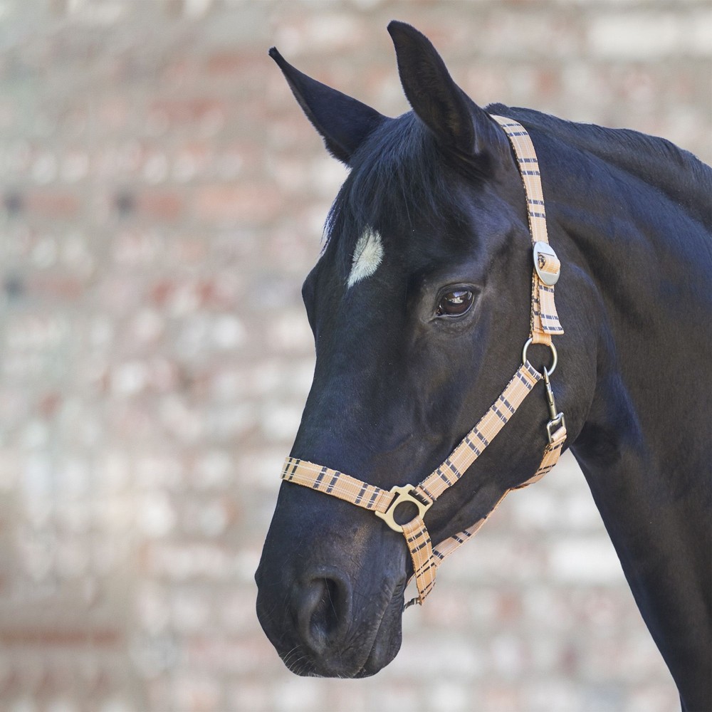 Jezdecké potřeby, potřeby pro koně a jezdectví Piruch.cz