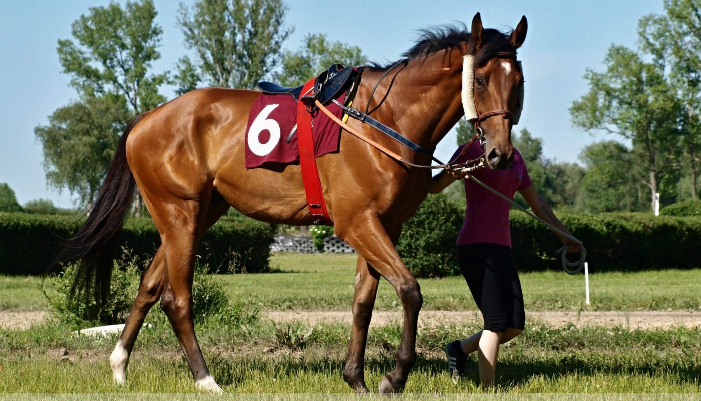 Jezdecké potřeby, potřeby pro koně a jezdectví Piruch.cz