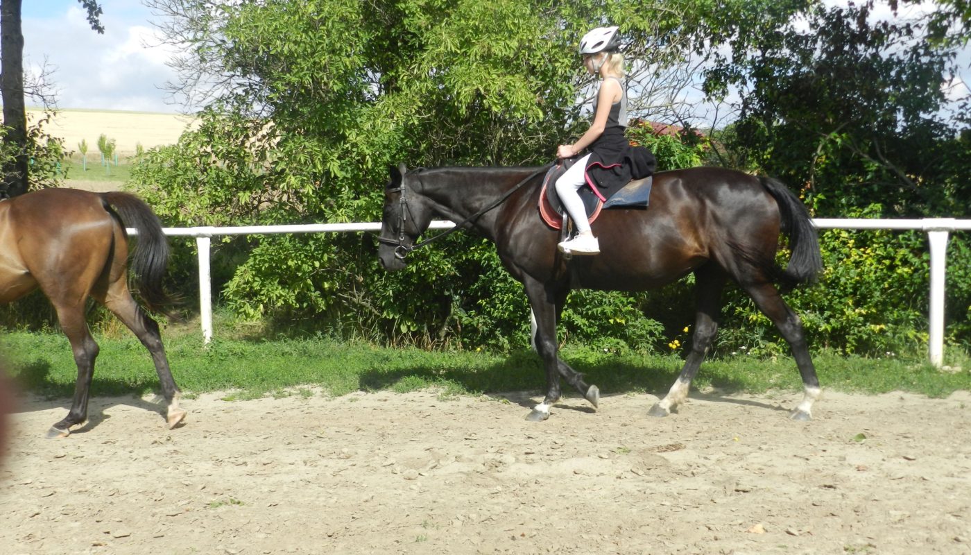 Jezdecké potřeby, potřeby pro koně a jezdectví Piruch.cz