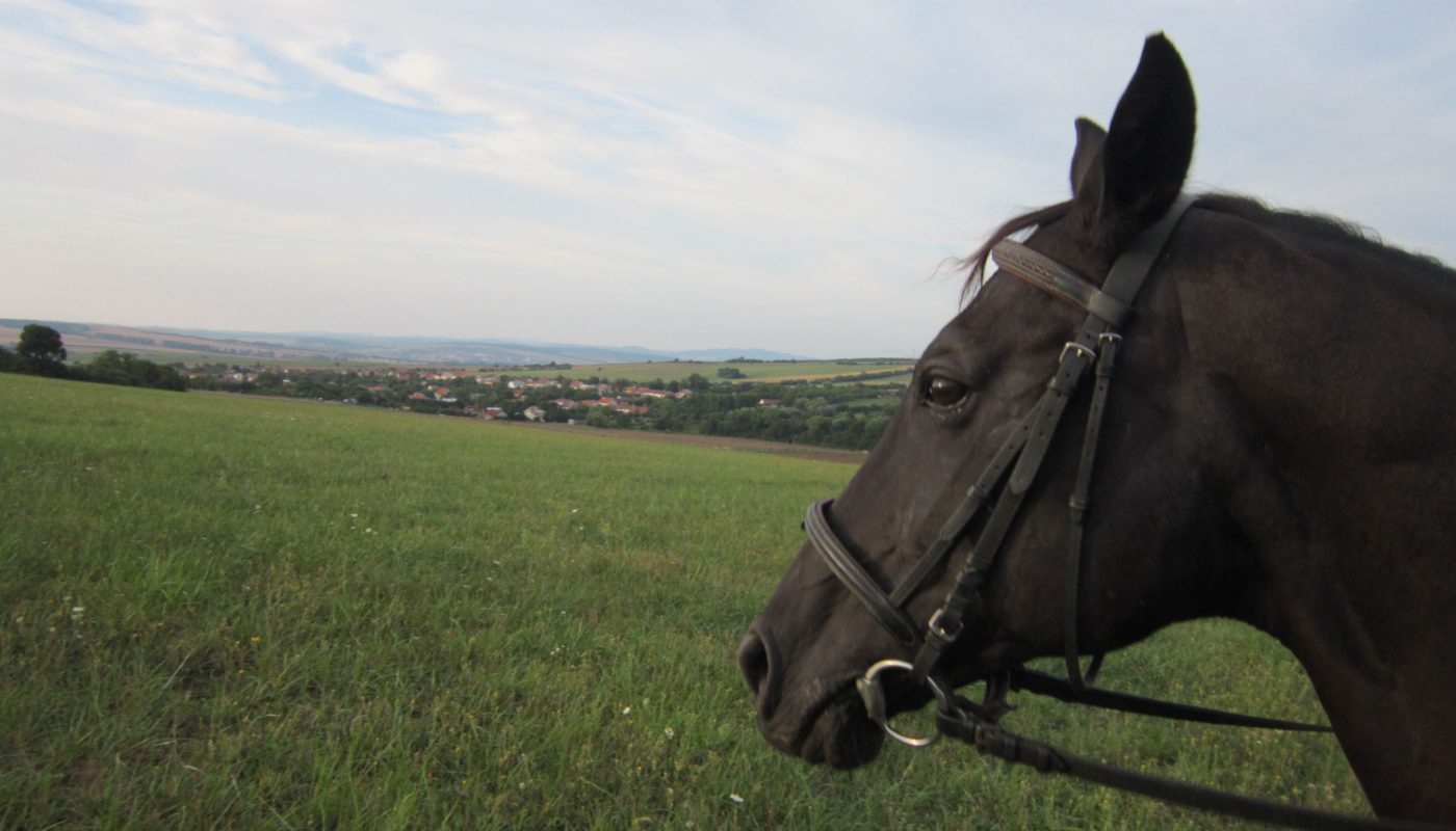 Jezdecké potřeby, potřeby pro koně a jezdectví Piruch.cz