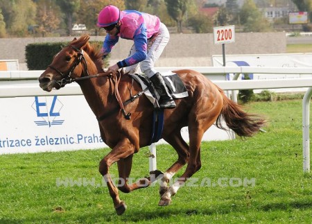 Jezdecké potřeby, potřeby pro koně a jezdectví Piruch.cz