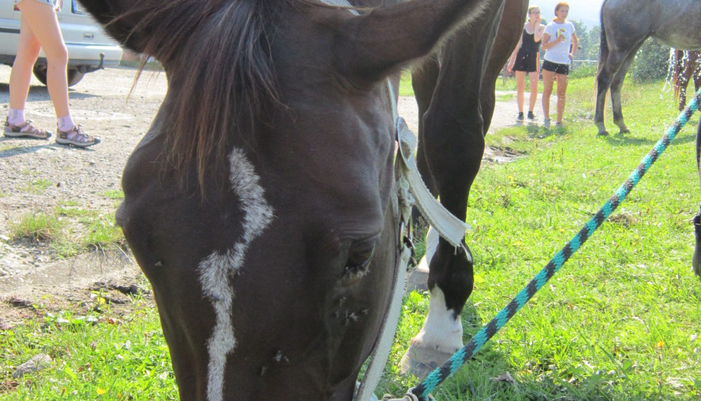 Jezdecké potřeby, potřeby pro koně a jezdectví Piruch.cz
