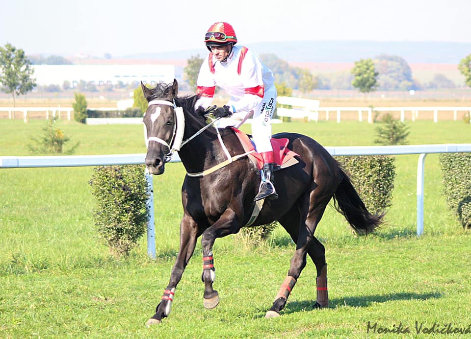 Jezdecké potřeby, potřeby pro koně a jezdectví Piruch.cz