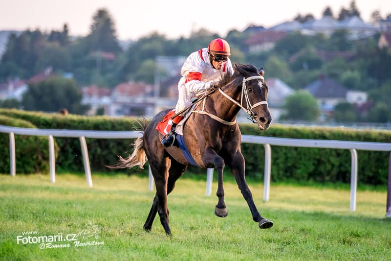 Jezdecké potřeby, potřeby pro koně a jezdectví Piruch.cz