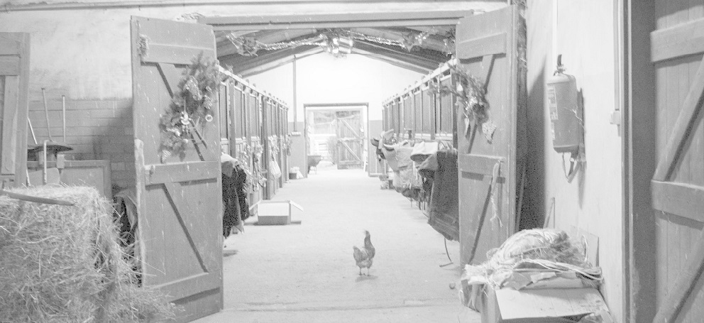 Jezdecké potřeby, potřeby pro koně a jezdectví Piruch.cz