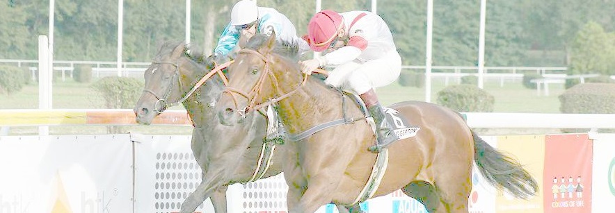 Jezdecké potřeby, potřeby pro koně a jezdectví Piruch.cz