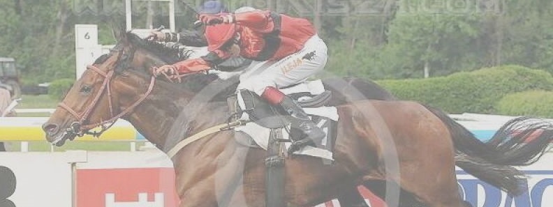 Jezdecké potřeby, potřeby pro koně a jezdectví Piruch.cz