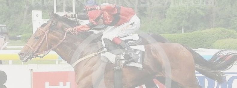 Jezdecké potřeby, potřeby pro koně a jezdectví Piruch.cz