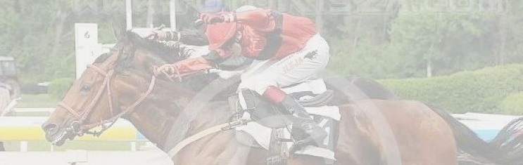 Jezdecké potřeby, potřeby pro koně a jezdectví Piruch.cz