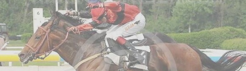 Jezdecké potřeby, potřeby pro koně a jezdectví Piruch.cz