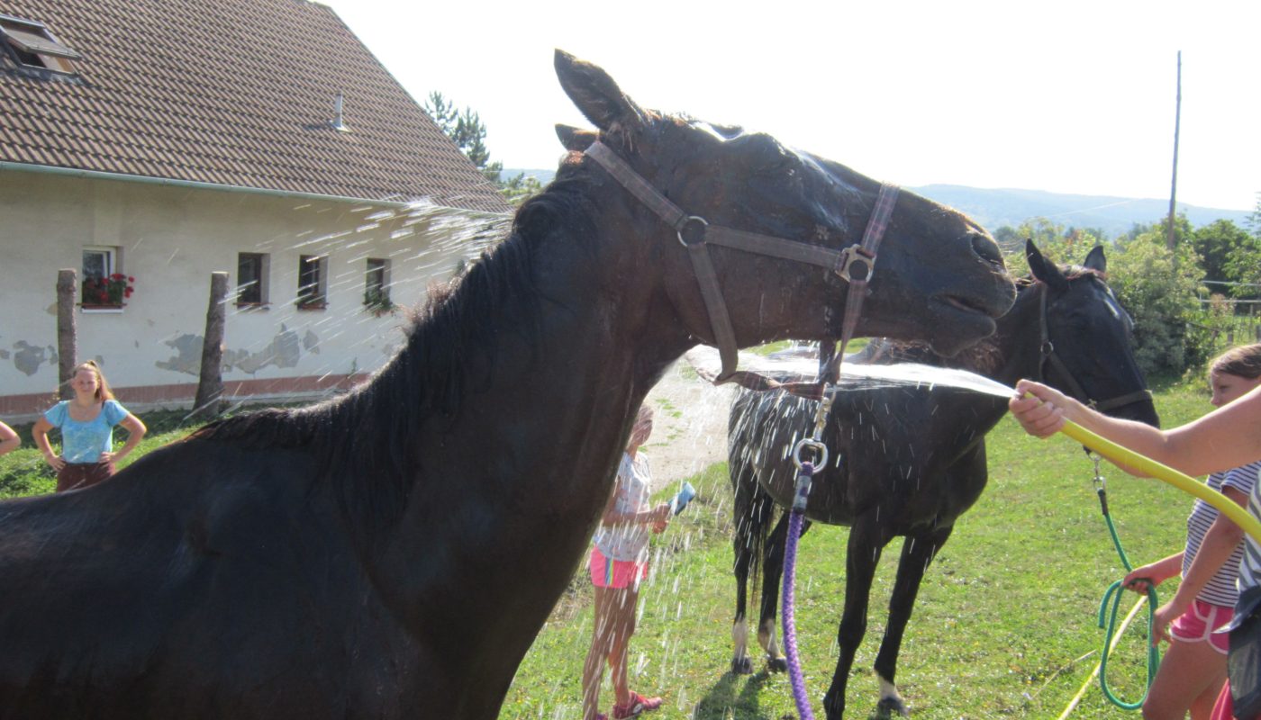 Jezdecké potřeby, potřeby pro koně a jezdectví Piruch.cz