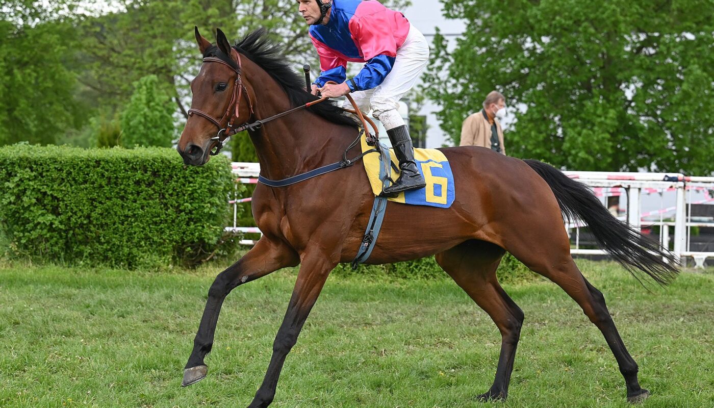 Jezdecké potřeby, potřeby pro koně a jezdectví Piruch.cz