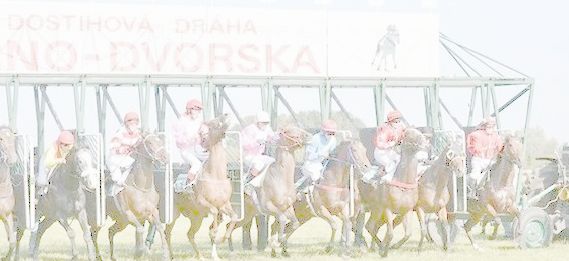 Jezdecké potřeby, potřeby pro koně a jezdectví Piruch.cz