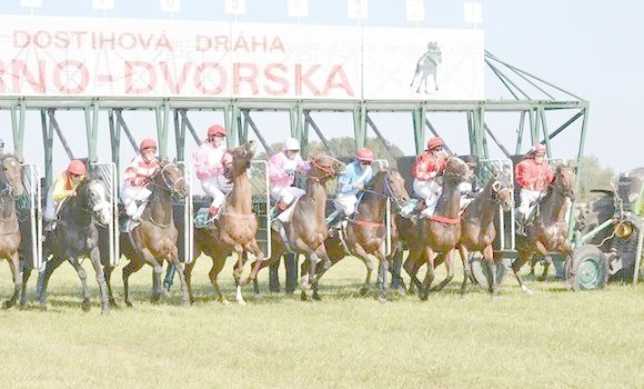 Jezdecké potřeby, potřeby pro koně a jezdectví Piruch.cz