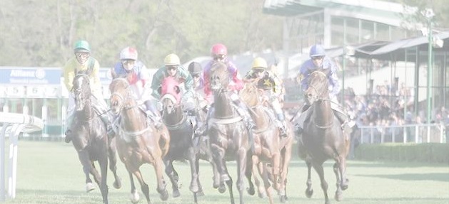 Jezdecké potřeby, potřeby pro koně a jezdectví Piruch.cz