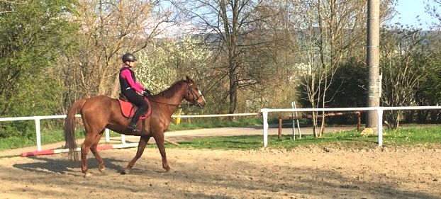 Jezdecké potřeby, potřeby pro koně a jezdectví Piruch.cz
