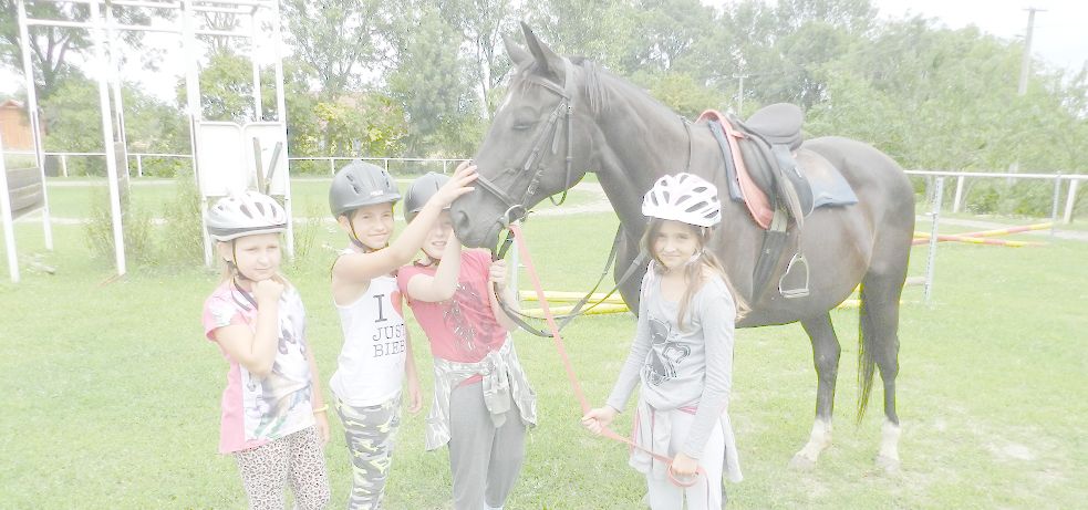 Jezdecké potřeby, potřeby pro koně a jezdectví Piruch.cz