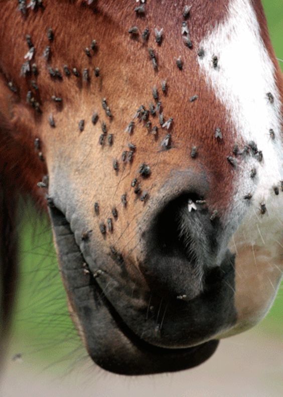 Jezdecké potřeby, potřeby pro koně a jezdectví Piruch.cz
