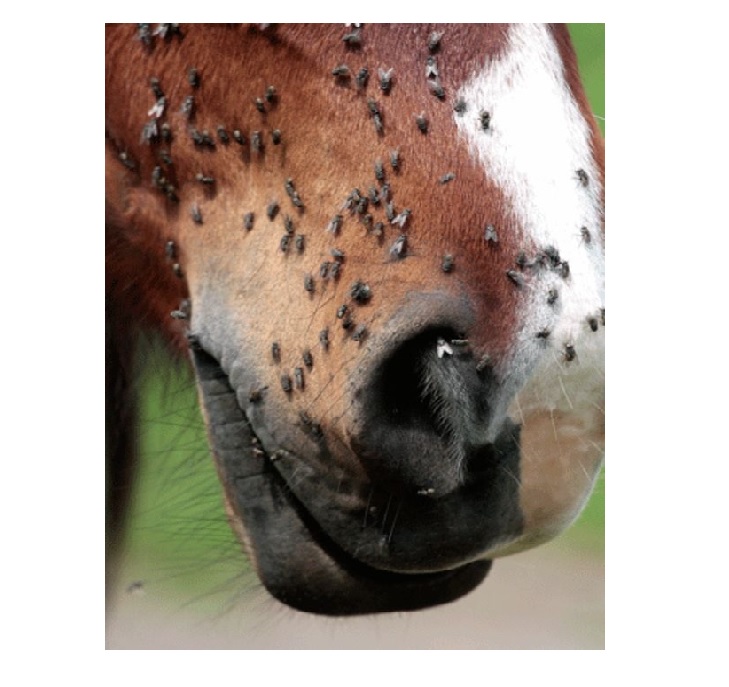 Jezdecké potřeby, potřeby pro koně a jezdectví Piruch.cz