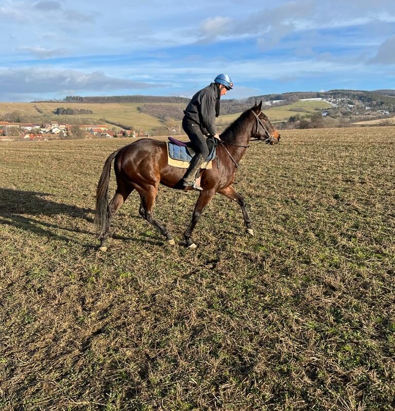 Jezdecké potřeby, potřeby pro koně a jezdectví Piruch.cz