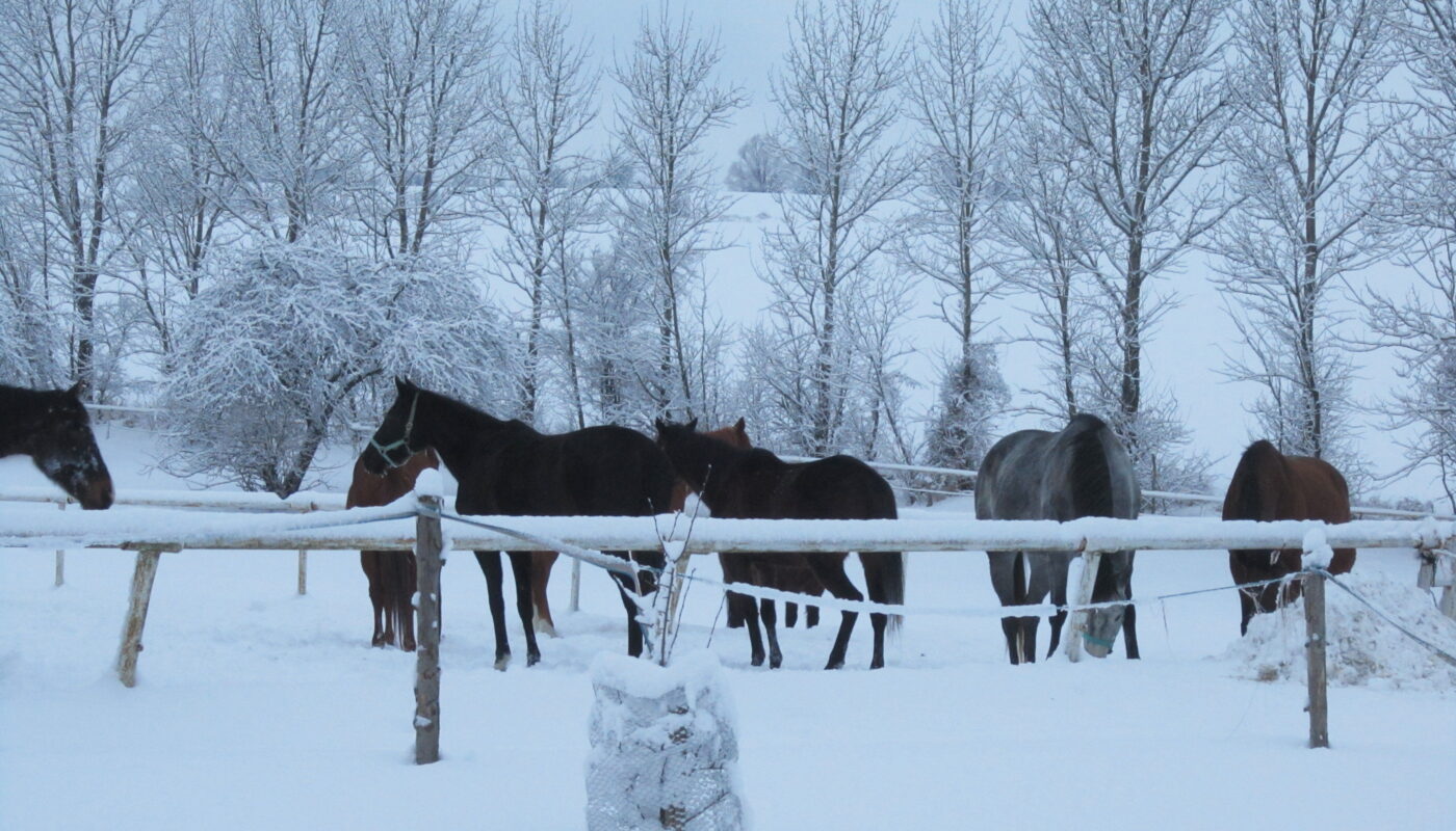 Jezdecké potřeby, potřeby pro koně a jezdectví Piruch.cz