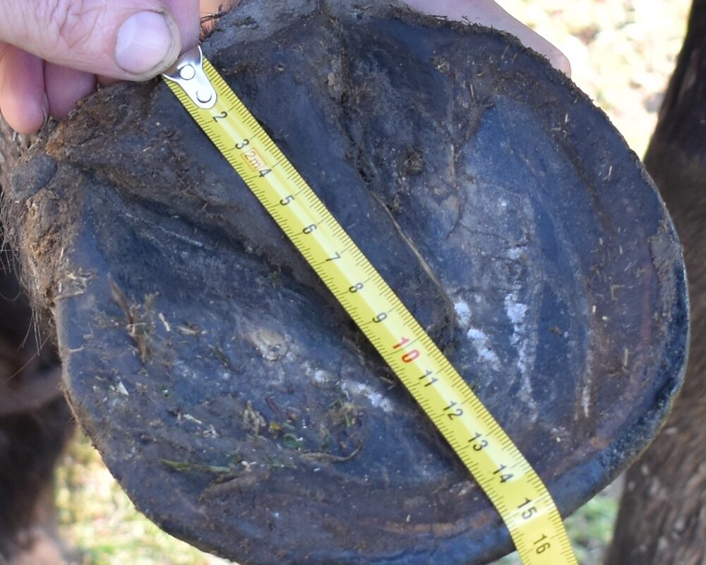 Jezdecké potřeby, potřeby pro koně a jezdectví Piruch.cz