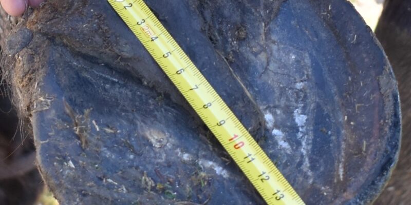 bota měření délka