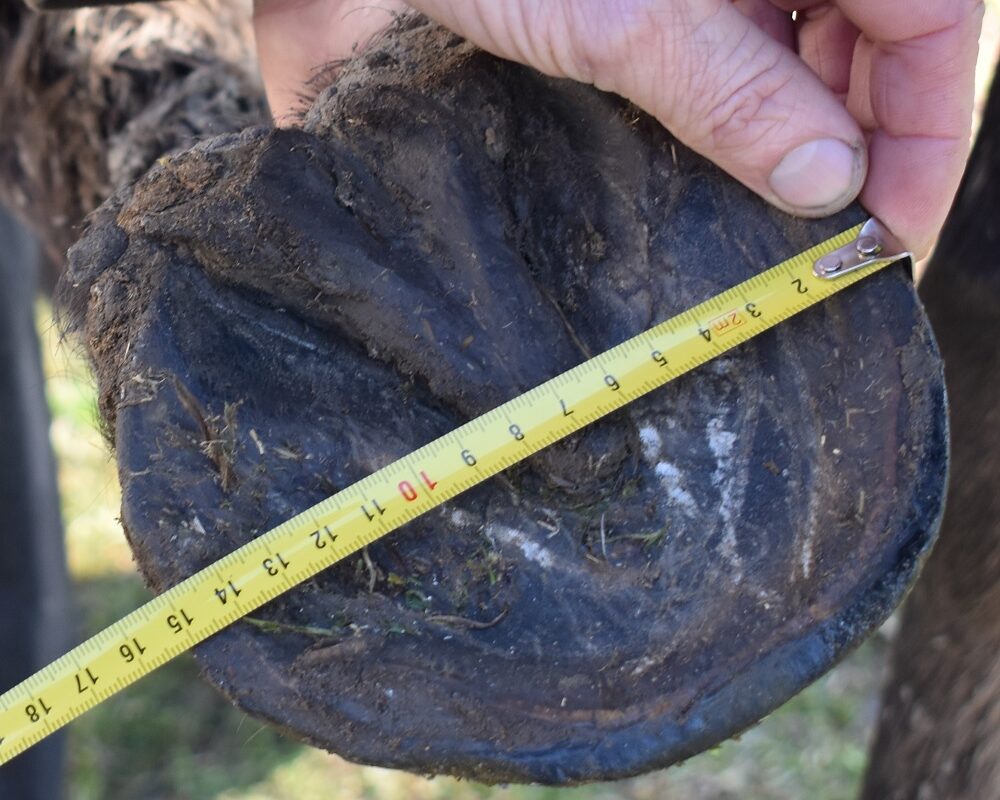 Jezdecké potřeby, potřeby pro koně a jezdectví Piruch.cz