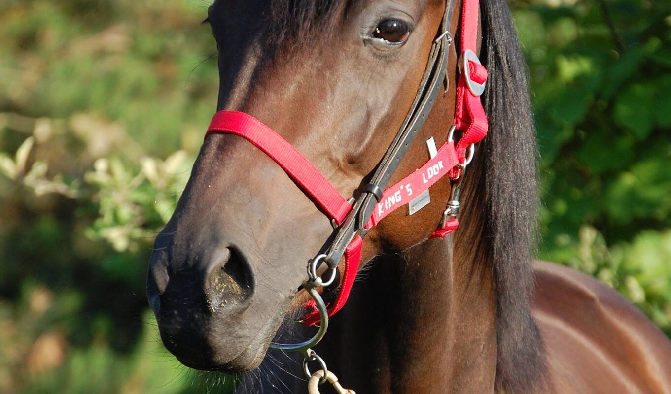 Jezdecké potřeby, potřeby pro koně a jezdectví Piruch.cz