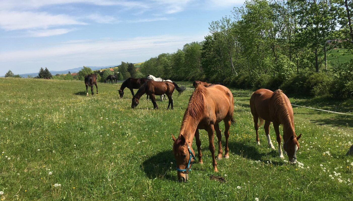Jezdecké potřeby, potřeby pro koně a jezdectví Piruch.cz