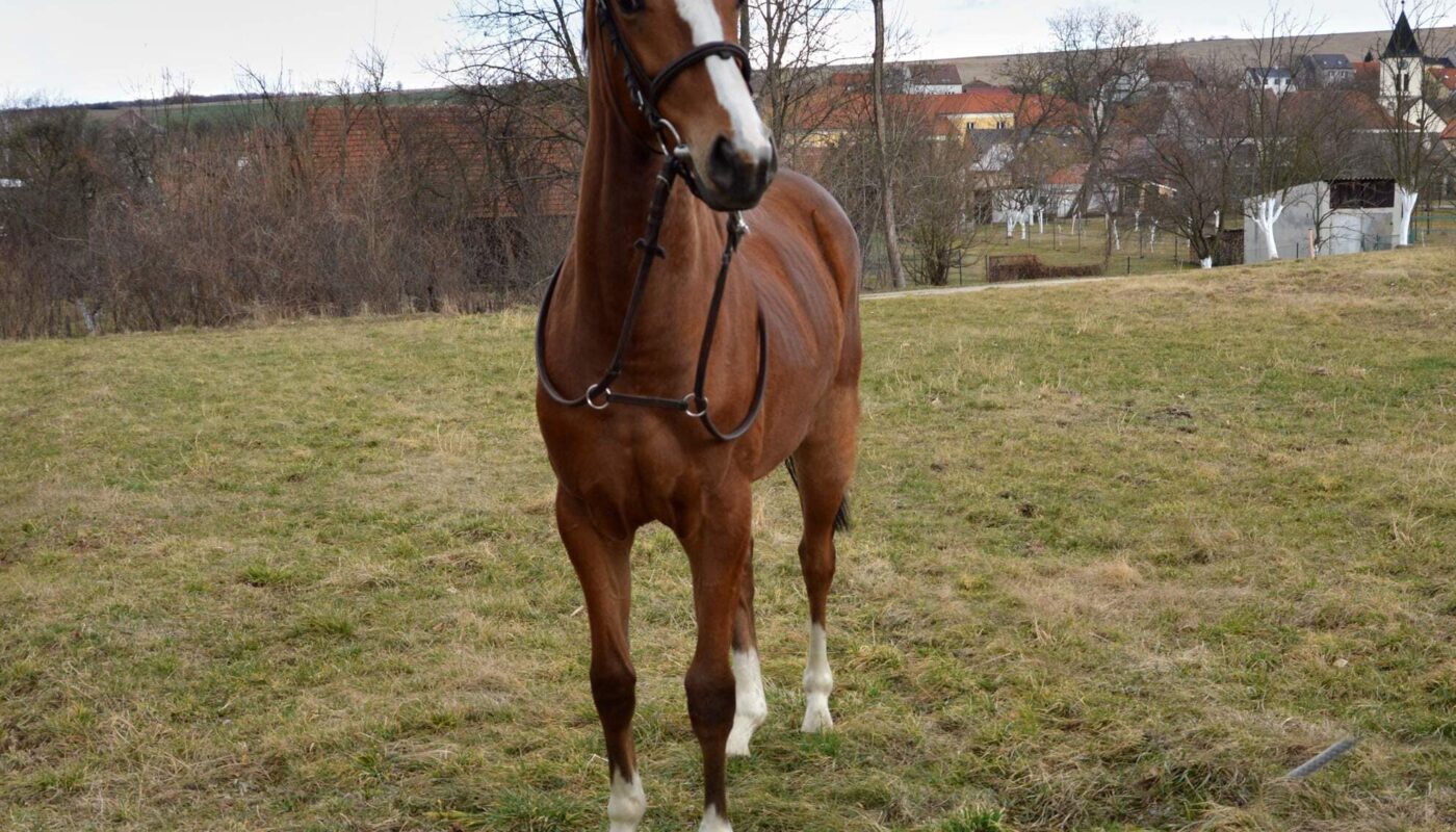 Jezdecké potřeby, potřeby pro koně a jezdectví Piruch.cz