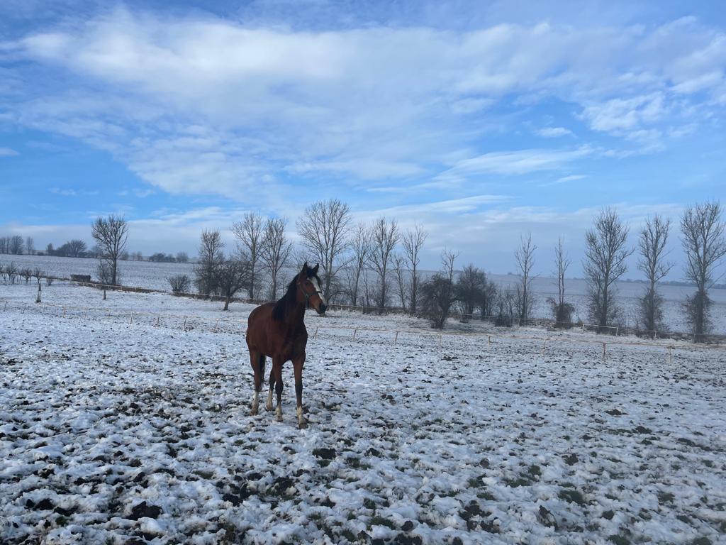 Jezdecké potřeby, potřeby pro koně a jezdectví Piruch.cz