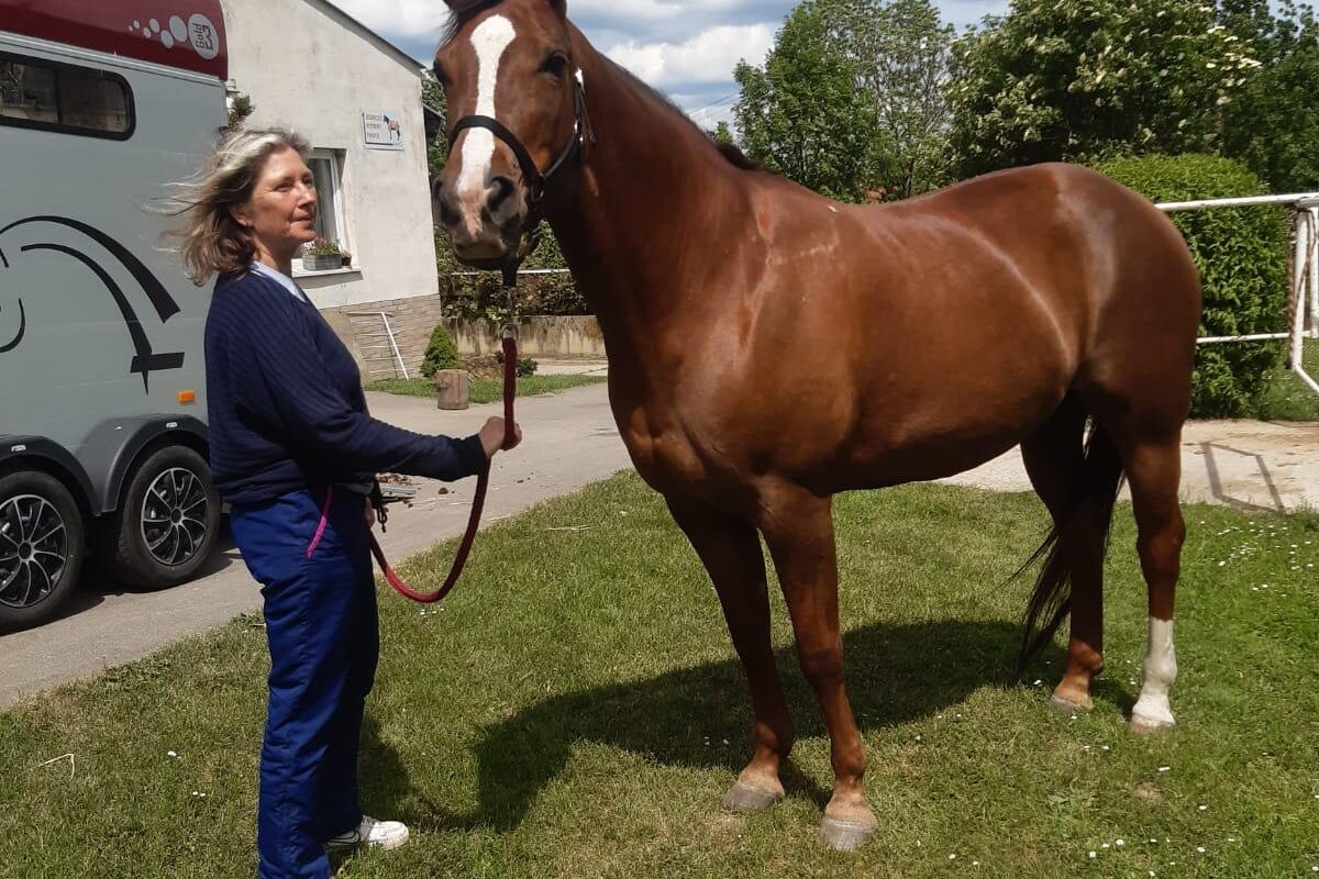 Jezdecké potřeby, potřeby pro koně a jezdectví Piruch.cz