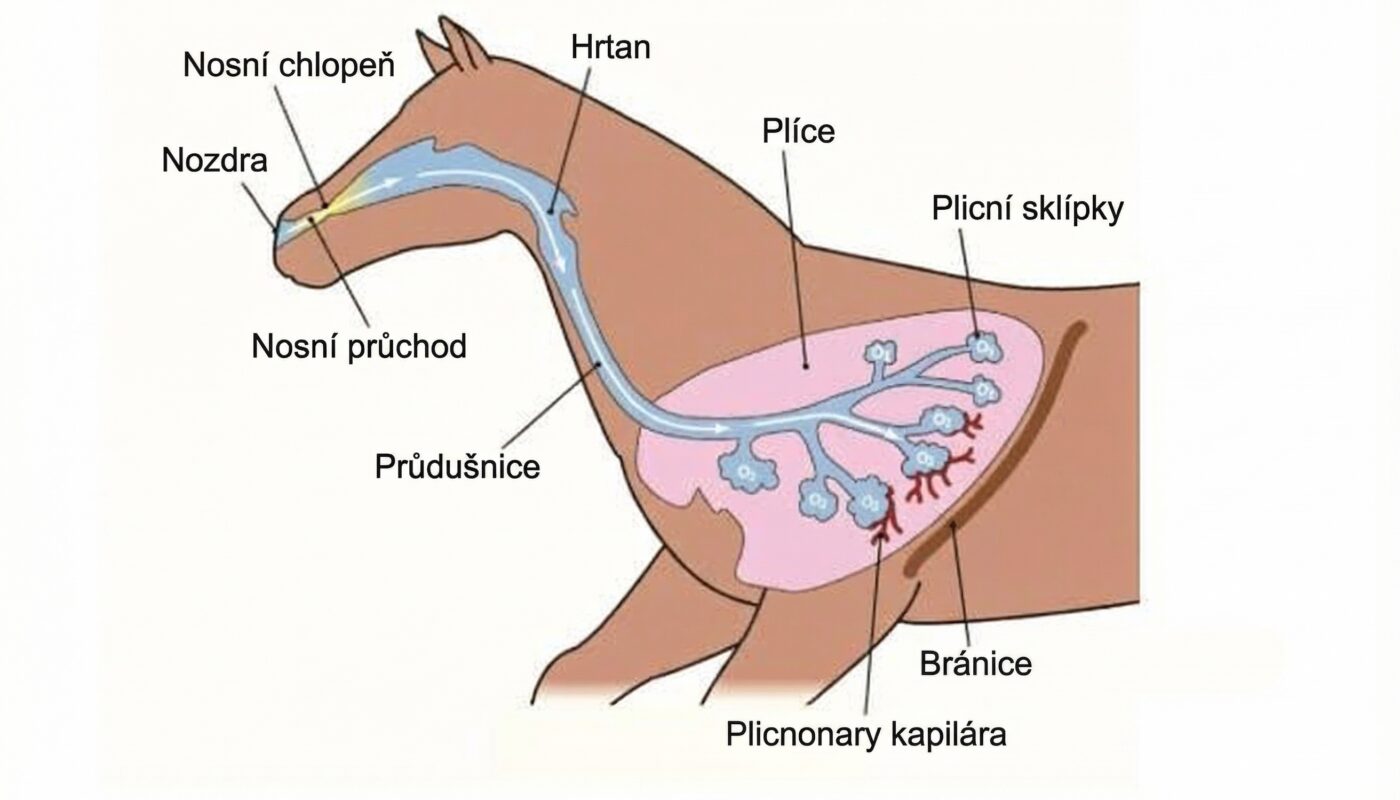 Jezdecké potřeby, potřeby pro koně a jezdectví Piruch.cz