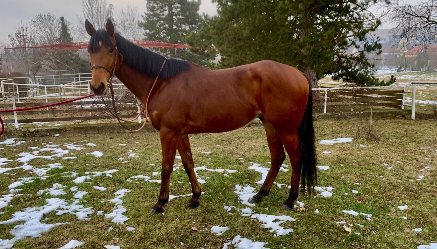 Jezdecké potřeby, potřeby pro koně a jezdectví Piruch.cz