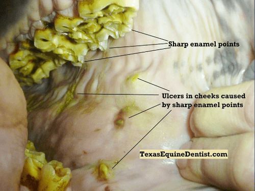 Jezdecké potřeby, potřeby pro koně a jezdectví Piruch.cz