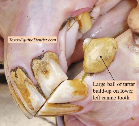Jezdecké potřeby, potřeby pro koně a jezdectví Piruch.cz