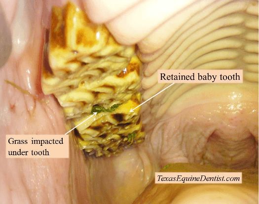 Jezdecké potřeby, potřeby pro koně a jezdectví Piruch.cz