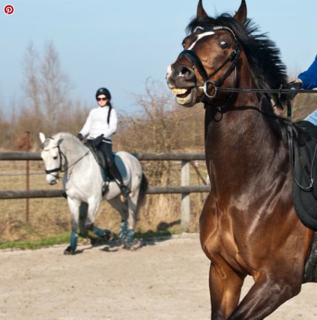 Jezdecké potřeby, potřeby pro koně a jezdectví Piruch.cz