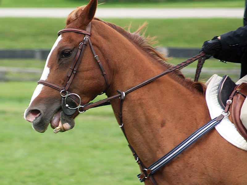 Jezdecké potřeby, potřeby pro koně a jezdectví Piruch.cz