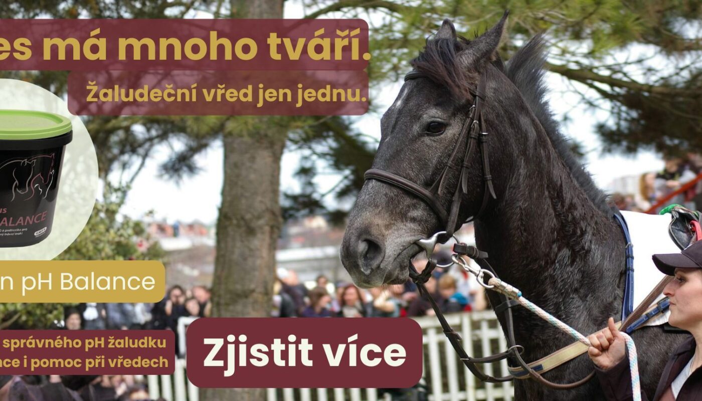 Jezdecké potřeby, potřeby pro koně a jezdectví Piruch.cz